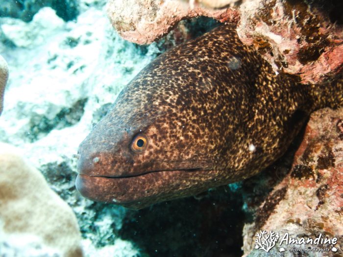 Gymnothorax javanicus