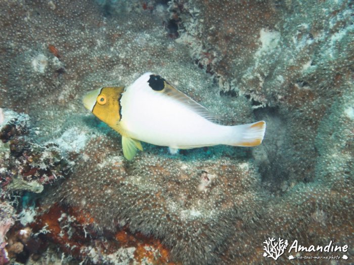 Poisson-perroquet