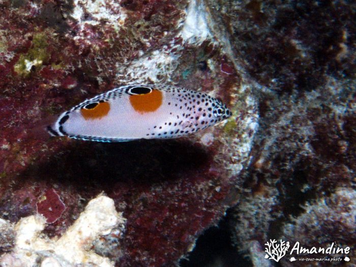 Coris aygula