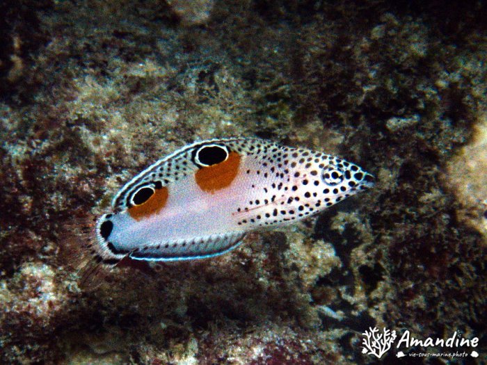 Coris aygula