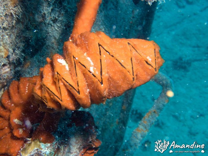 Lopha cristagalli