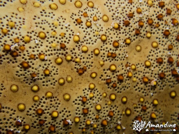Étoile de mer