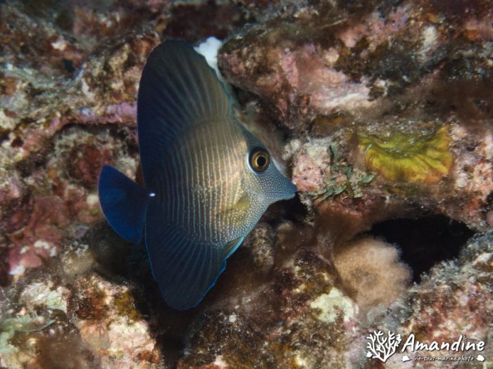Zebrasoma scopas