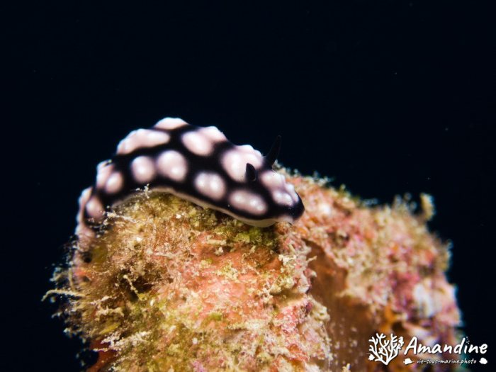 Phyllidiella pustulosa