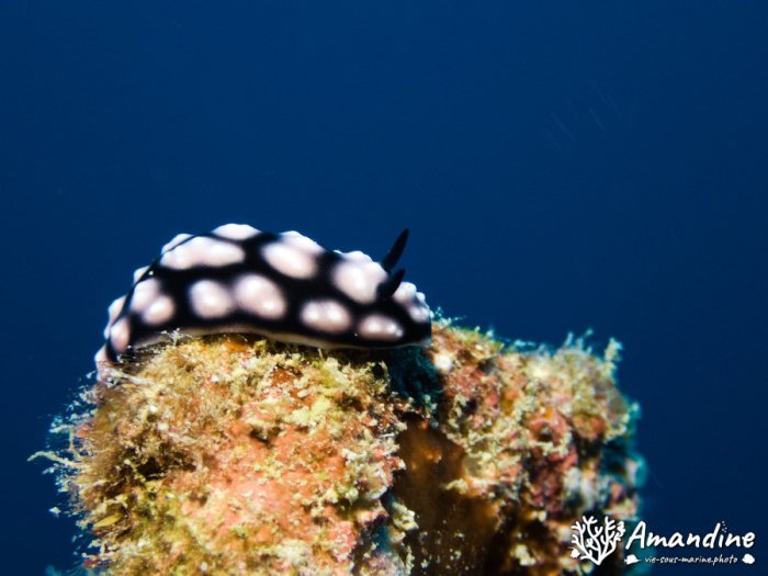 Phyllidiella pustulosa