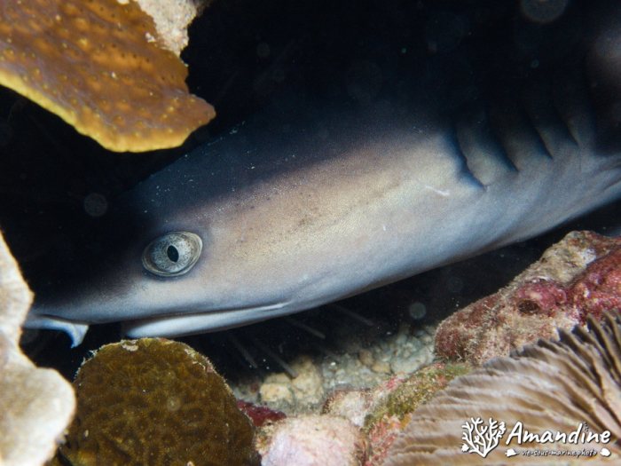 Requin à pointe blanche du lagon
