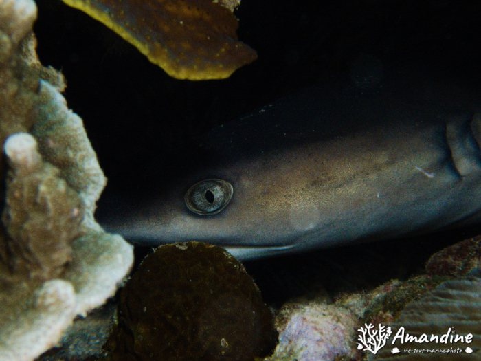 Requin à pointe blanche du lagon