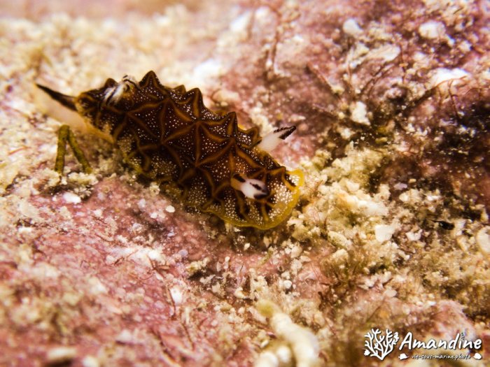 Halgerda tessellata