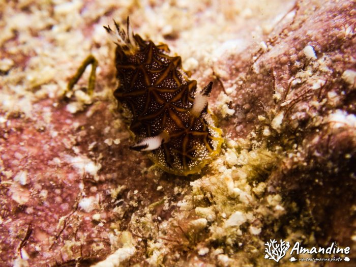 Halgerda tessellata