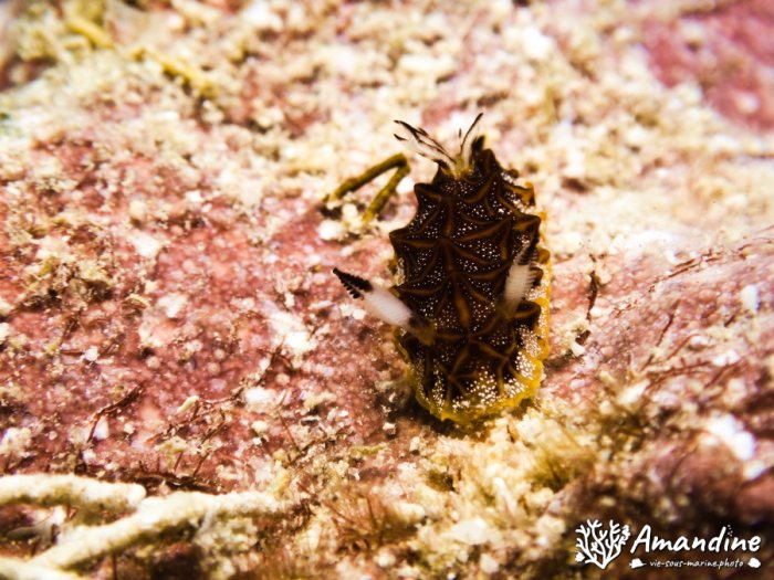 Halgerda tessellata