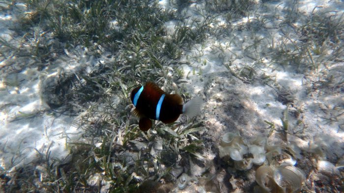 Amphiprion akindynos