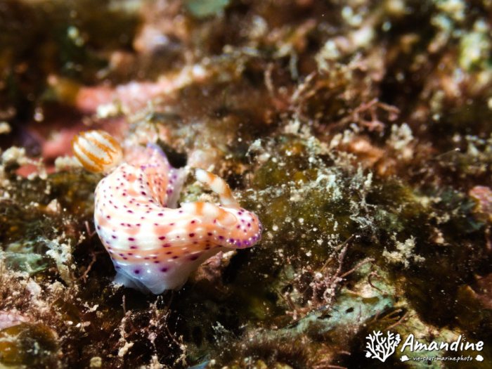 Hypselodoris maculosa