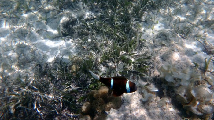 Amphiprion akindynos