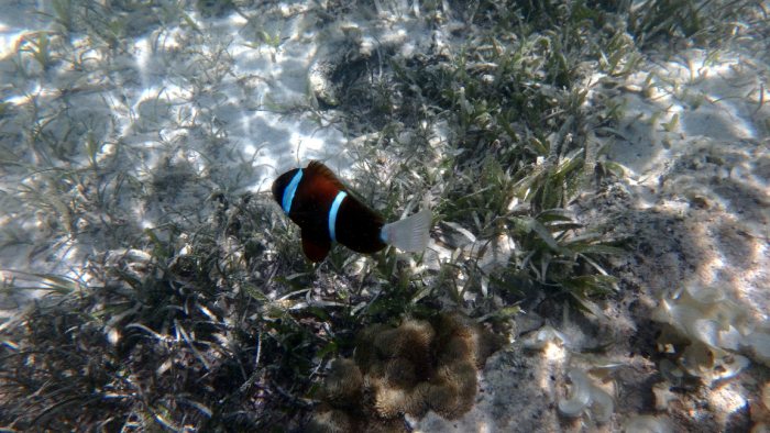 Amphiprion akindynos
