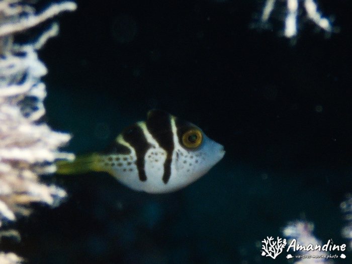 Canthigaster valentini