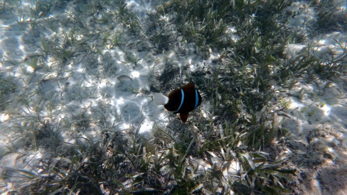 Amphiprion akindynos