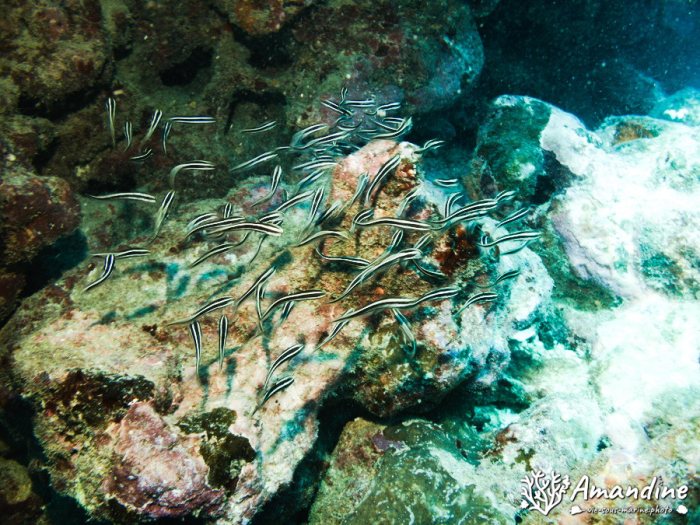 Plotosus lineatus