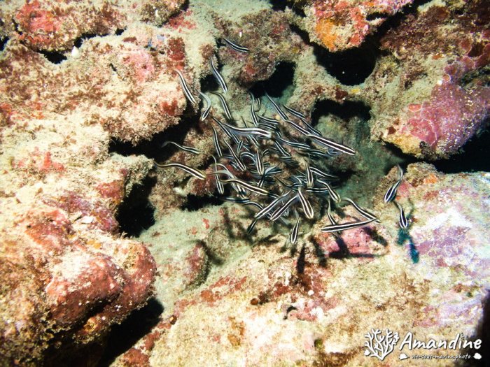 Plotosus lineatus