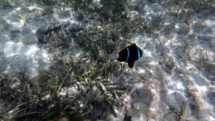 Amphiprion akindynos