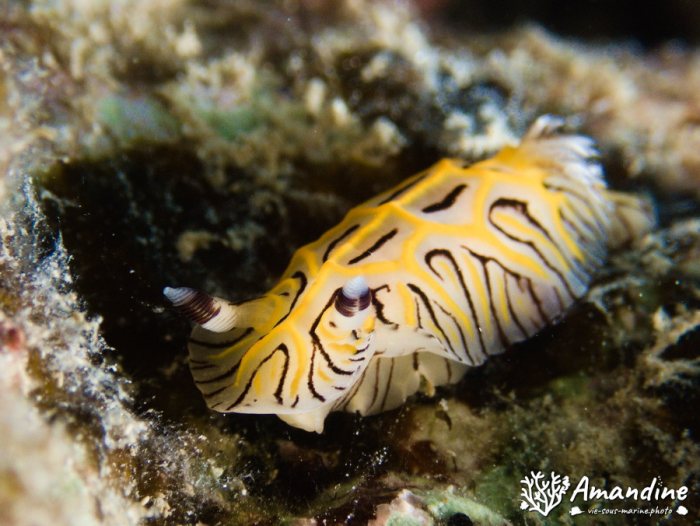 Halgerda johnsonorum