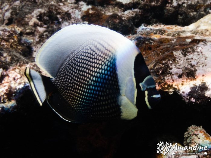 Chaetodon reticulatus
