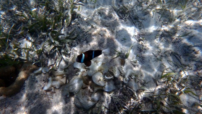Amphiprion akindynos