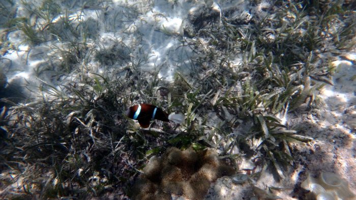 Amphiprion akindynos