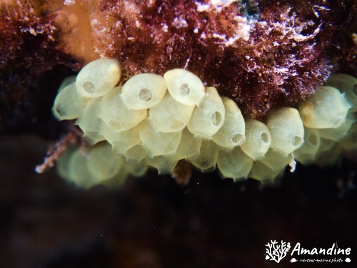 Perophora modificata