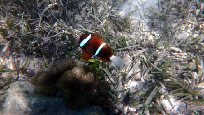 Amphiprion akindynos