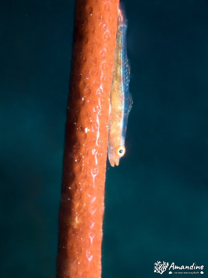 Bryaninops yongei