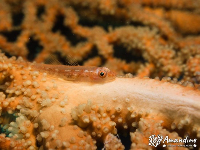 Bryaninops yongei