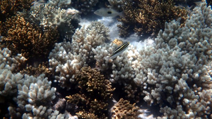 Scolopsis bilineata