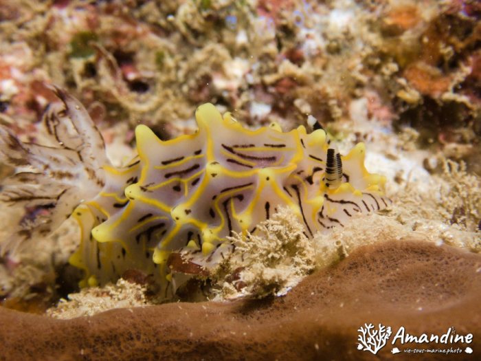 Halgerda willeyi