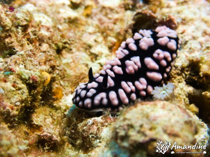 Phyllidiella pustulosa