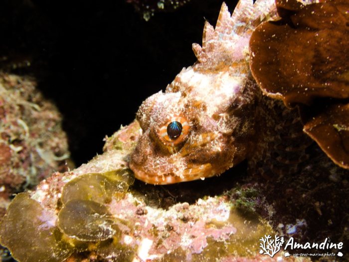 Sebastapistes sp.