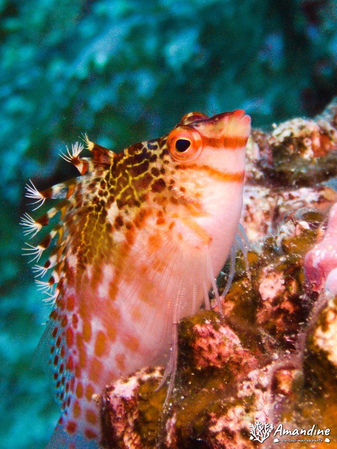 Cirrhitichthys falco