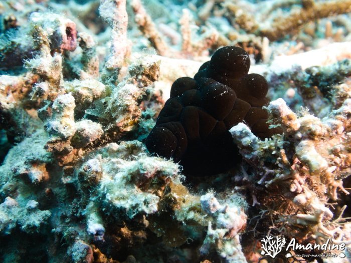 Coriocella nigra