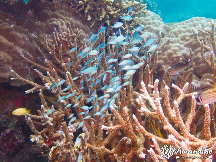 Chromis viridis