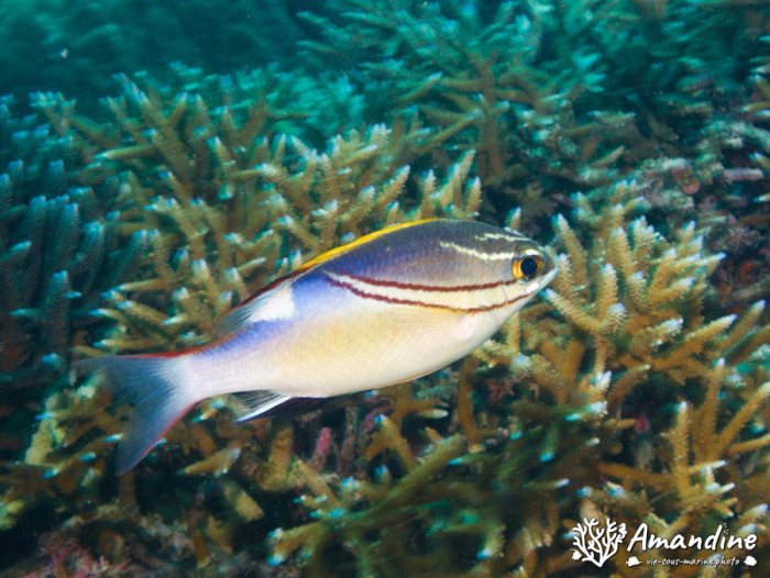 Scolopsis bilineata