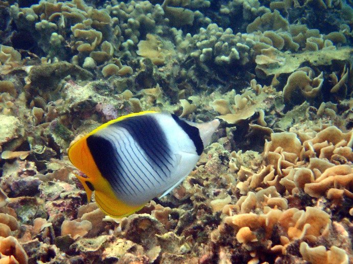 Chaetodon ulietensis