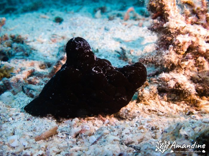 Coriocella nigra