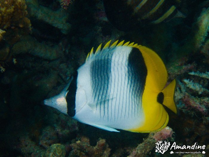 Chaetodon ulietensis