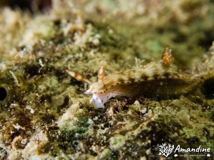 Hypselodoris maculosa