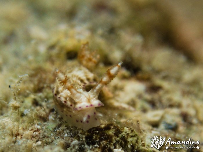Hypselodoris maculosa