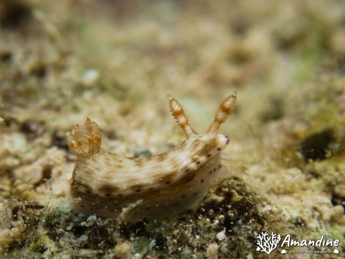 Hypselodoris maculosa
