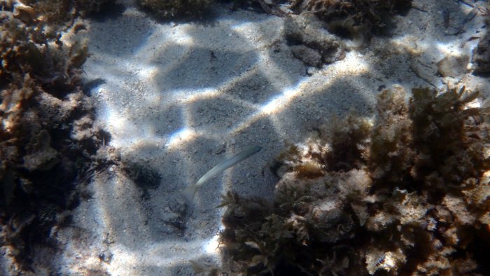 Ptereleotris microlepis