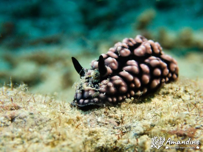 Phyllidiella pustulosa