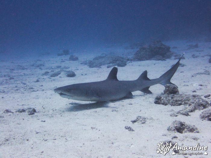 Requin à pointe blanche du lagon