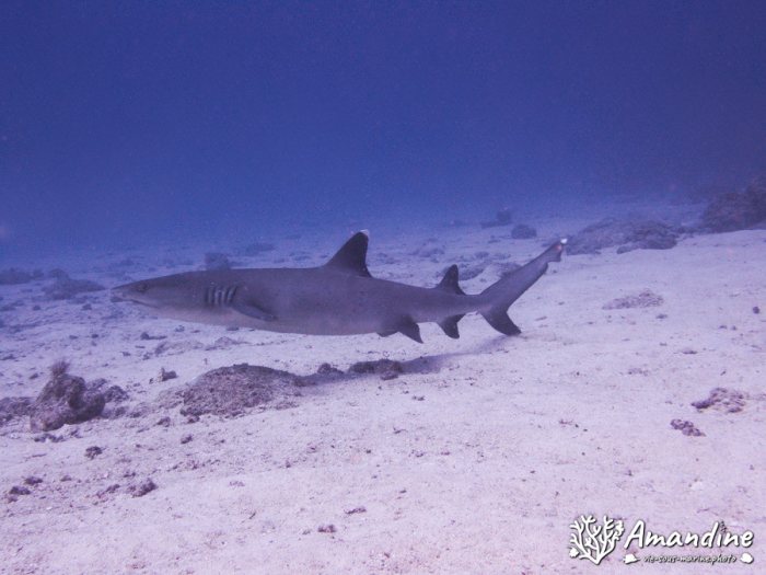 Requin à pointe blanche du lagon