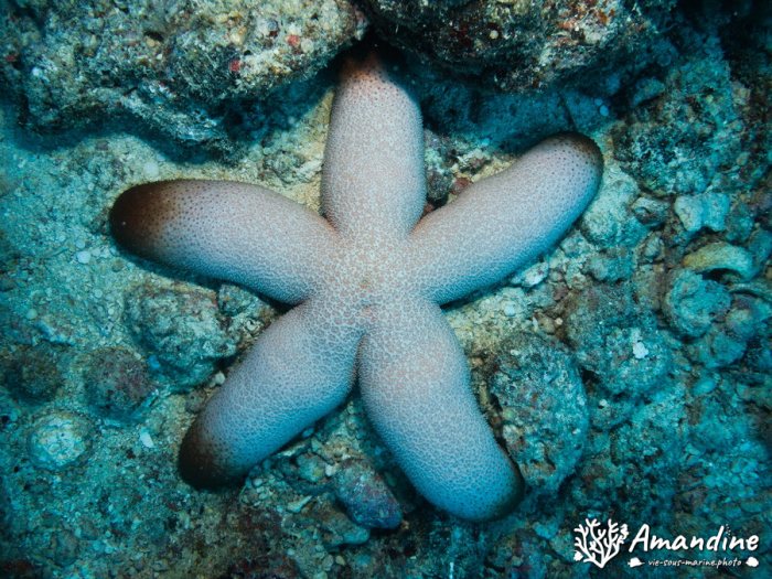 Étoile de mer